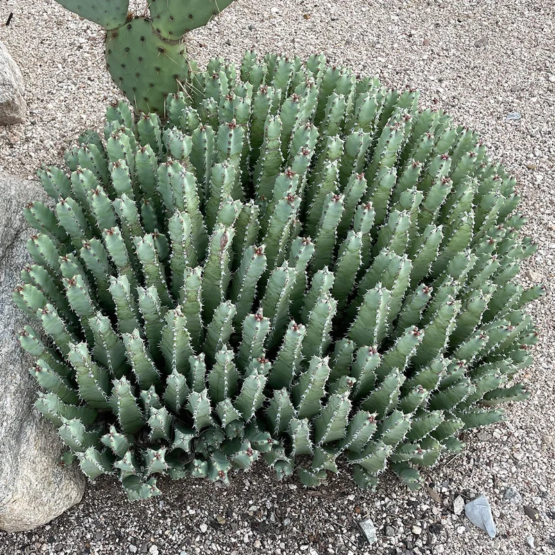 gobekusa31631653