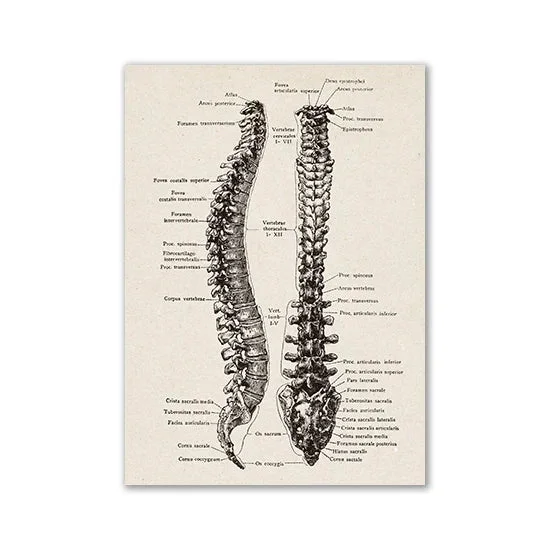 gobekusa81542089