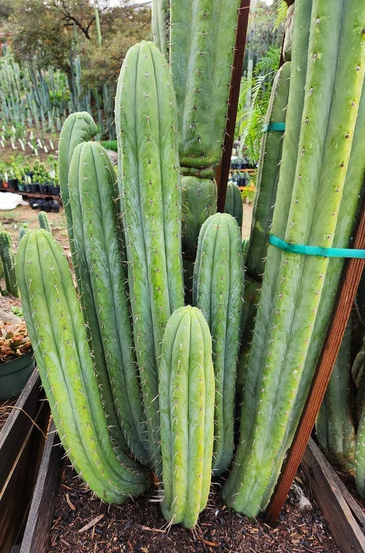 gobekusa91585331