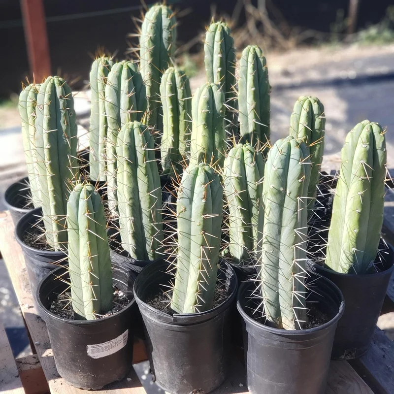gobekusa91824921