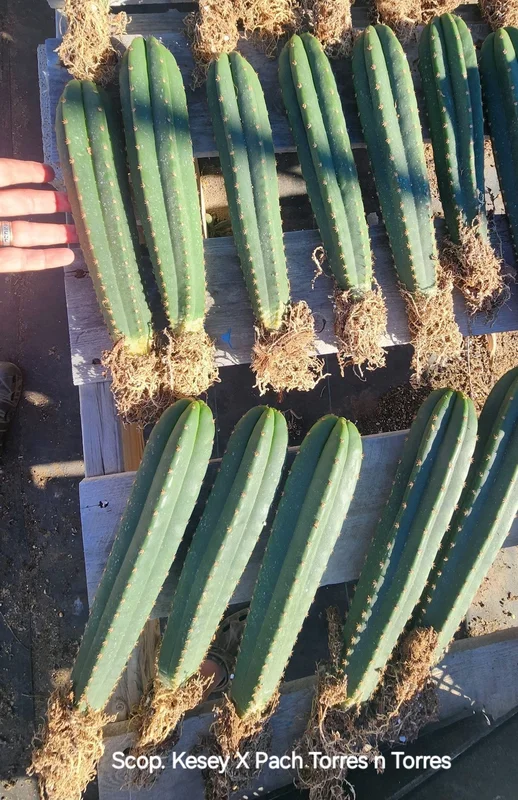 gobekusa91825175